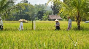 Tegalalang Rice Terrace near Ubud